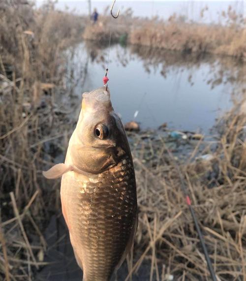 野釣鯽魚打窩方法_野釣鯽魚_野釣鯽魚技巧