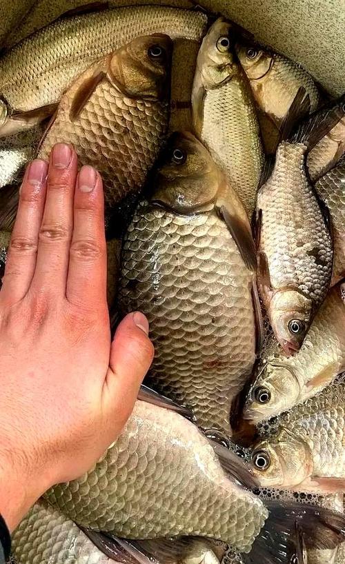 野釣鯽魚技巧_野釣鯽魚打窩方法_野釣鯽魚