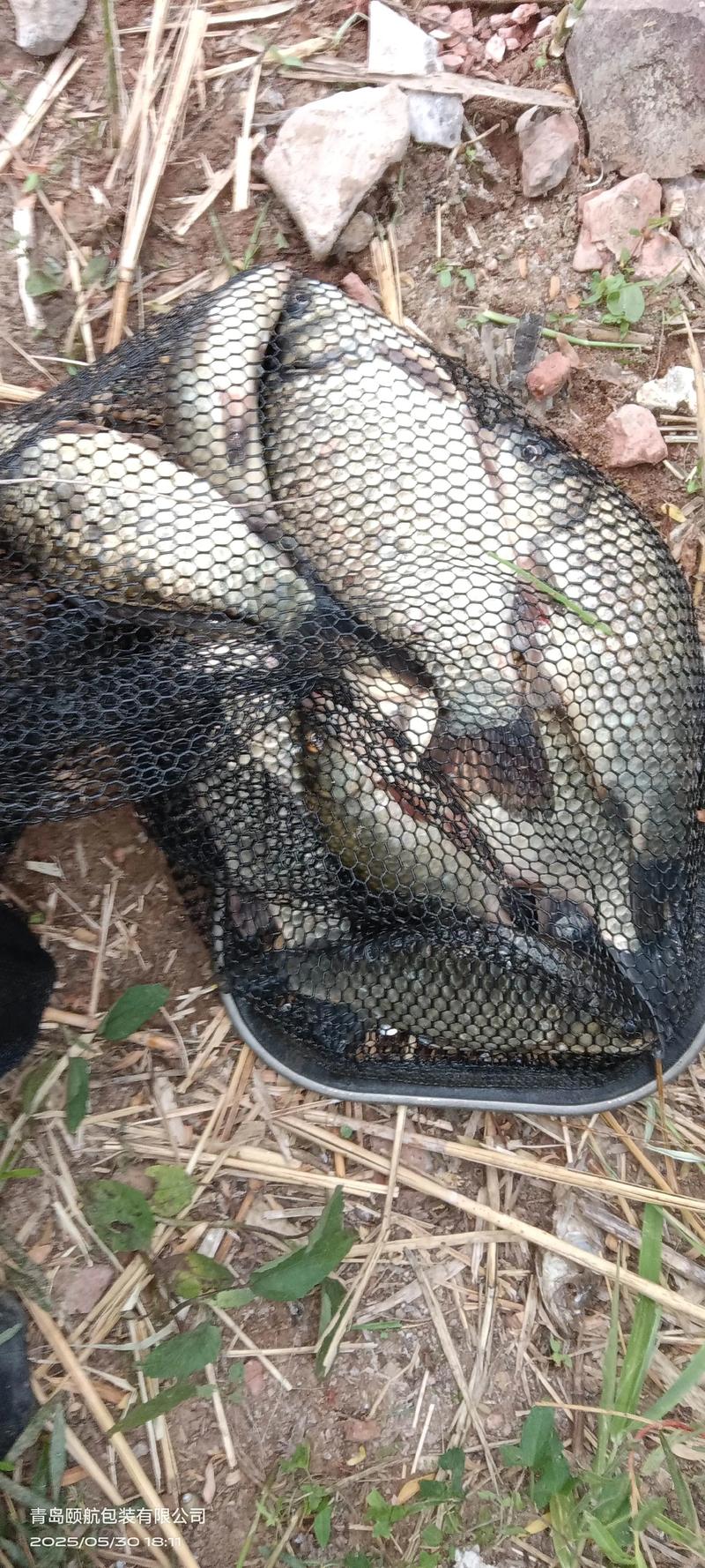 野釣鯽魚打窩方法_野釣鯽魚_野釣鯽魚技巧
