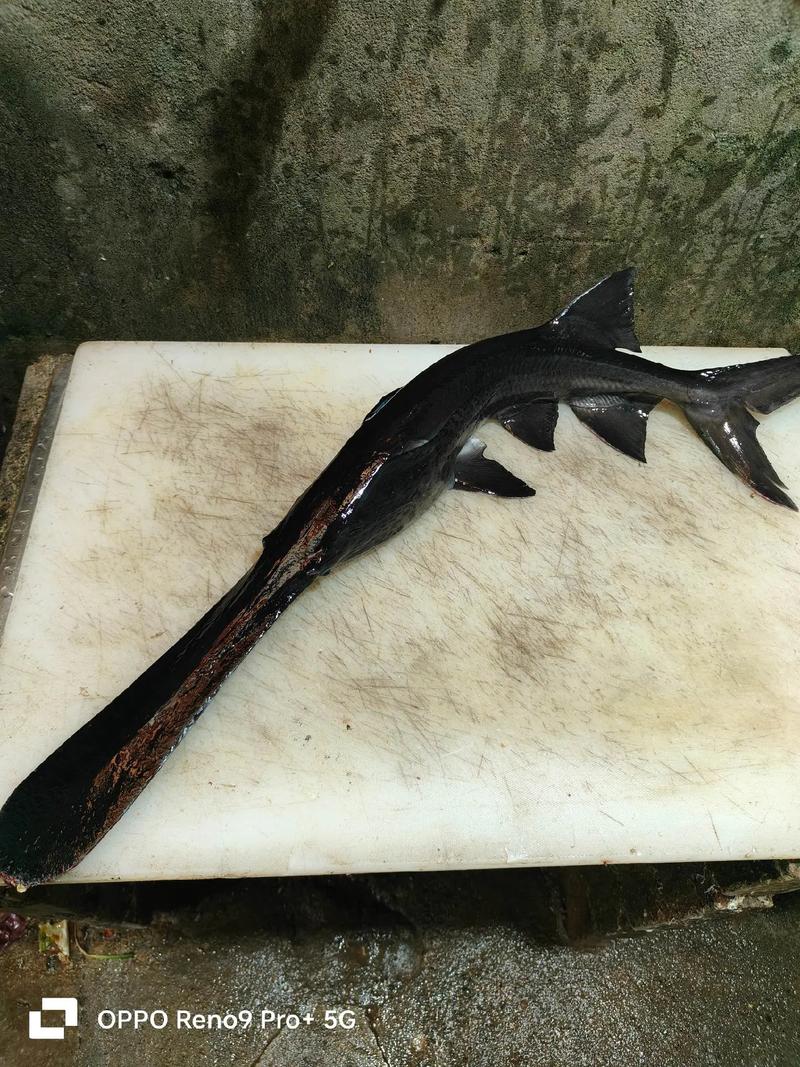 鴨嘴魚_鴨嘴魚養殖基地 石益宏 鴨嘴魚美食