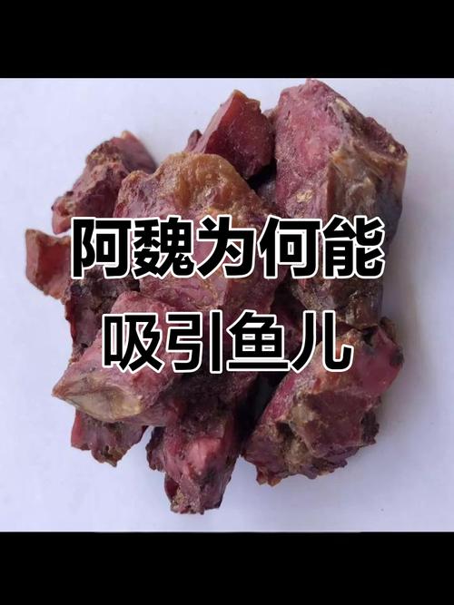 什么季節用阿魏釣魚_阿魏液制作方法_阿魏釣餌配方