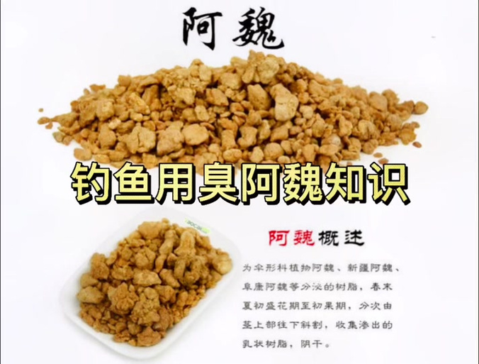 什么季節用阿魏釣魚_阿魏最佳季節使用_阿魏誘魚原理