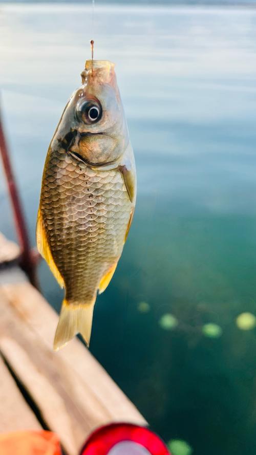 官廳水庫垂釣攻略_北京周邊釣魚圣地_官廳水庫垂釣