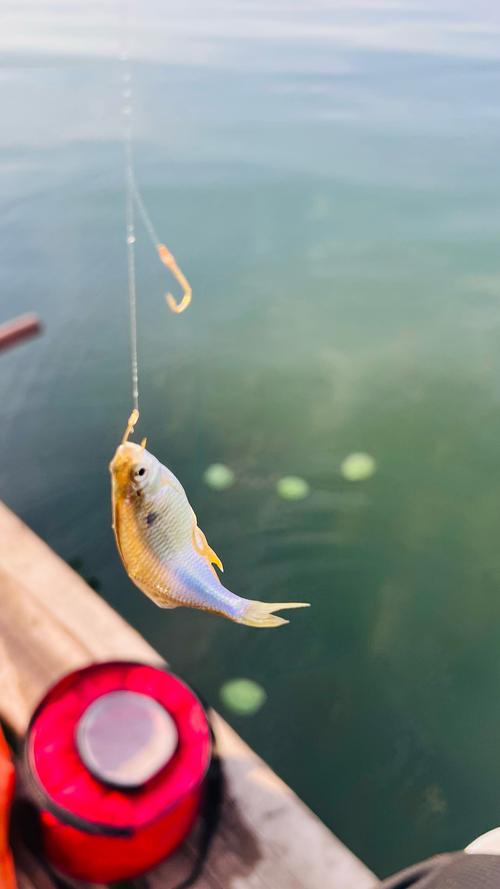 官廳水庫垂釣_北京周邊釣魚圣地_官廳水庫垂釣攻略