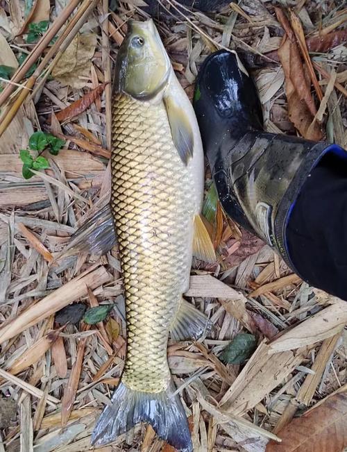 天津南開區野釣地圖_天津野釣匯總看看有沒有你想要的_濱海濕地公園釣魚地點