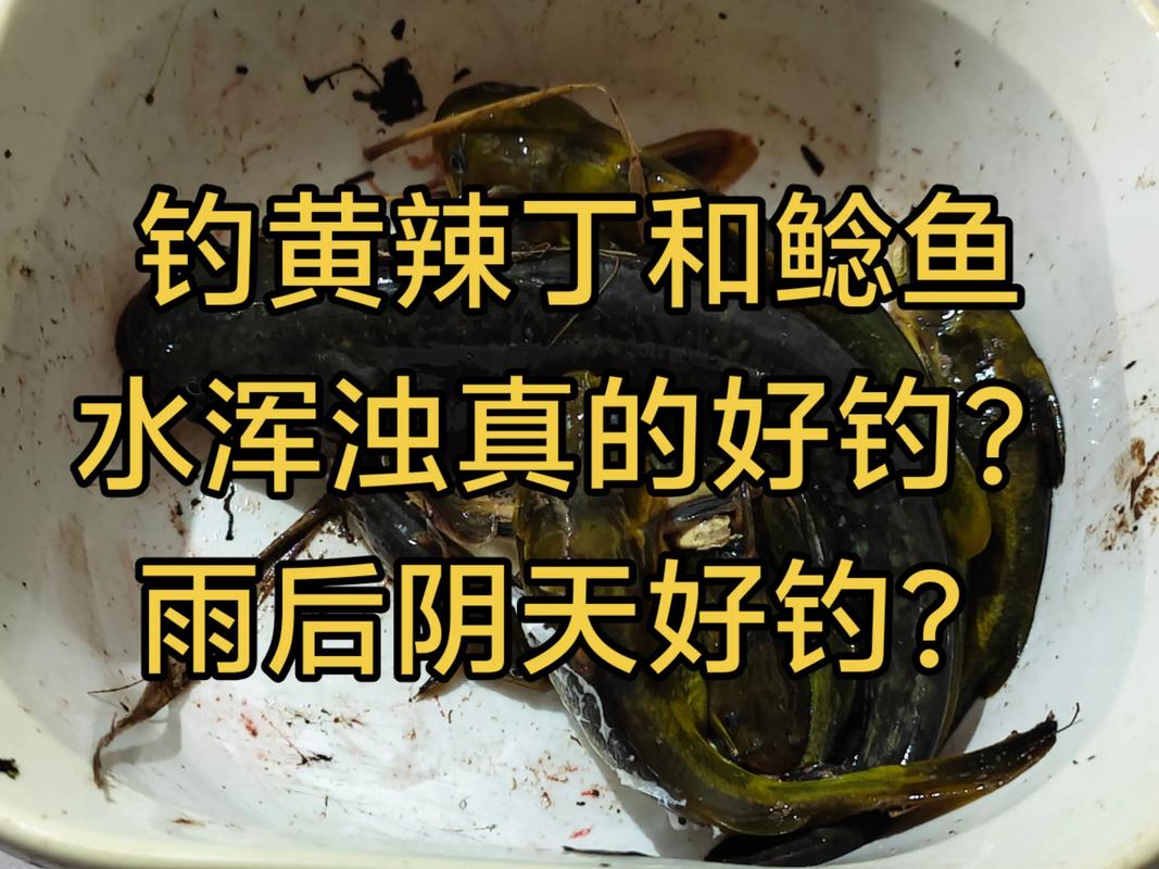 釣黃辣丁技巧_野釣黃辣丁_黃辣丁釣位選擇