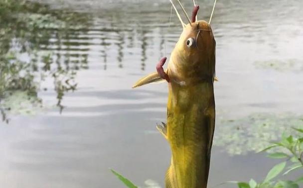 野釣黃辣丁_黃辣丁釣位選擇_釣黃辣丁技巧