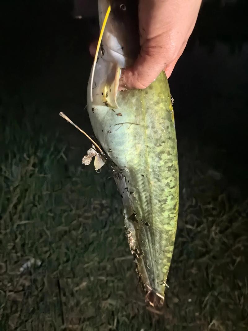 黃辣丁釣位選擇_野釣黃辣丁_釣黃辣丁技巧