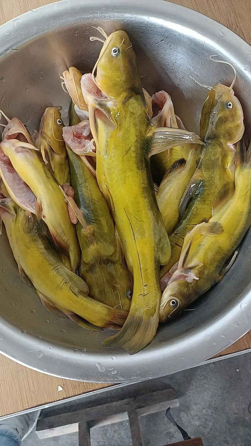 野釣黃辣丁_黃辣丁釣法_黃顙魚釣位選擇