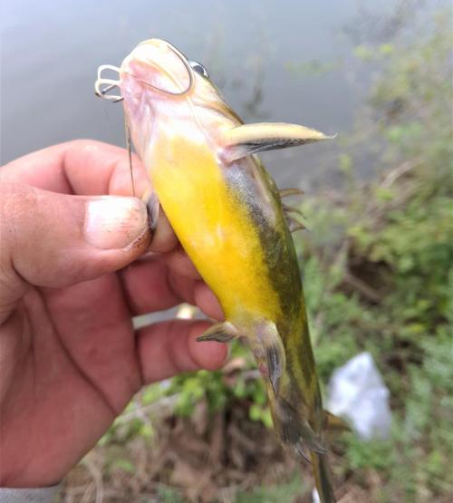 黃顙魚釣位選擇_野釣黃辣丁_黃辣丁釣法