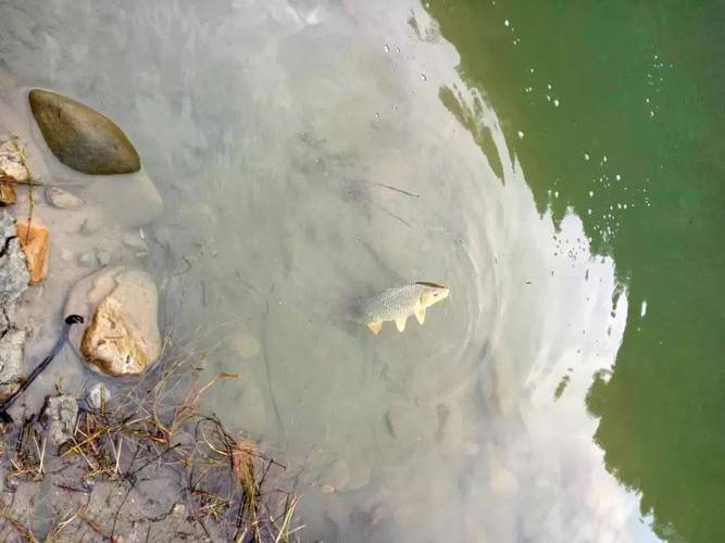紫金山前湖釣魚_南京長江哪里釣魚好_南京玄武湖釣魚