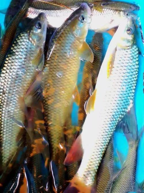 紫金山前湖釣魚_南京長江哪里釣魚好_南京玄武湖釣魚