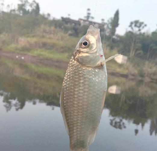 深秋釣魚技巧_釣位選擇深潭窄水_深秋水庫釣魚技巧