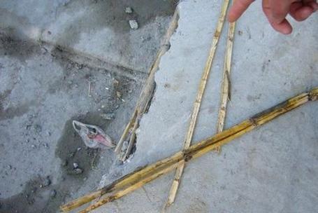 蘆葦冒充鋼筋 蘆葦桿代替鋼筋 豆腐渣工程_蘆葦 鋼筋