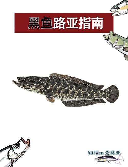 路亞黑魚_黑魚路亞釣法攻略_黑魚路亞釣竿選擇