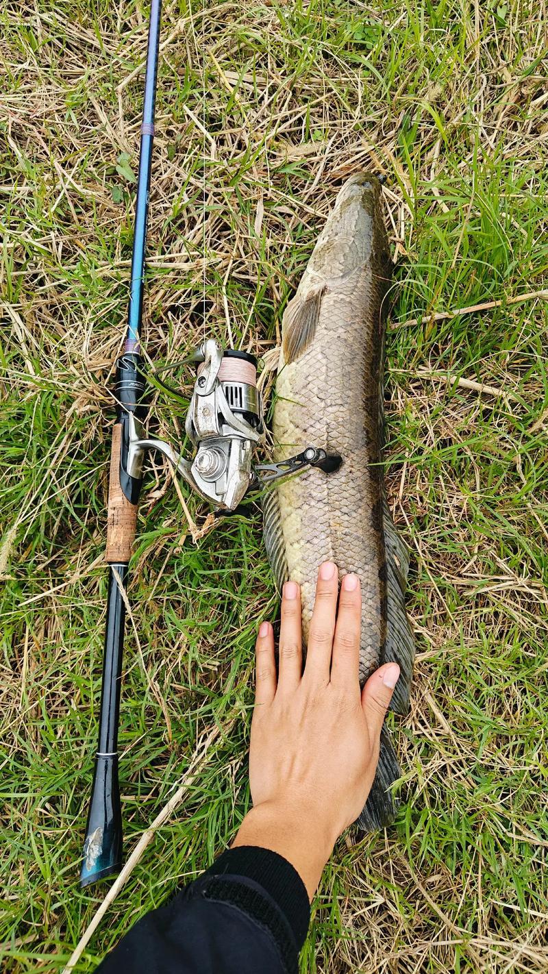 黑魚攻擊角度誤差應對_路亞黑魚技巧_路亞黑魚