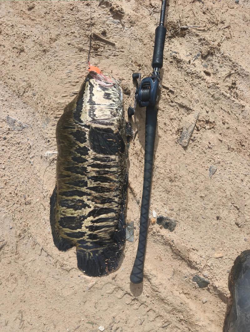 路亞黑魚技巧_黑魚攻擊角度誤差應對_路亞黑魚