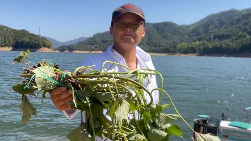 釣草魚紅薯藤餌料_野釣鯽魚草魚紅薯藤_野釣草魚用什么打窩