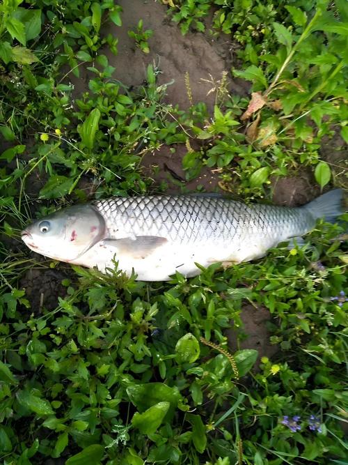 野釣草魚用什么打窩_野釣鯽魚草魚紅薯藤_釣草魚紅薯藤餌料