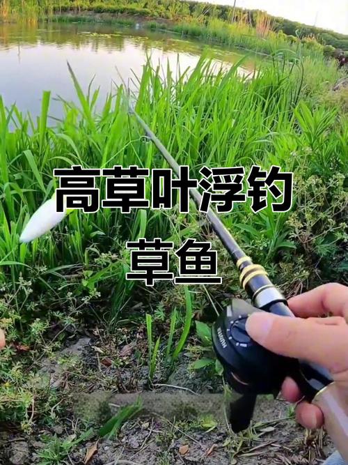 春季釣草魚技巧_野釣草魚用什么打窩_釣草魚餌料選擇