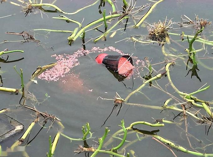 野釣草魚用什么打窩_春季釣草魚技巧_釣草魚餌料選擇