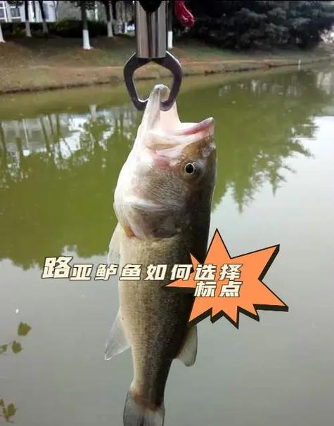 路亞鱸魚_路亞淡水鱸魚技巧_加州鱸魚路亞釣法