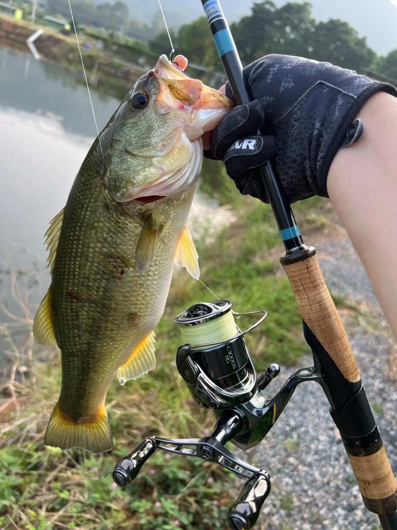 路亞淡水鱸魚技巧_路亞鱸魚_加州鱸魚路亞釣法