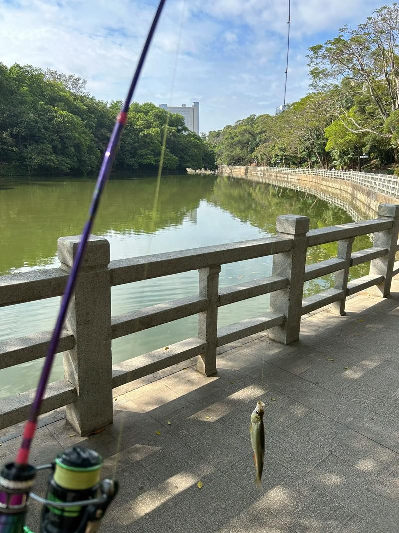 東湖公園垂釣活動_深圳公園釣魚區_深圳野釣地方推薦2026
