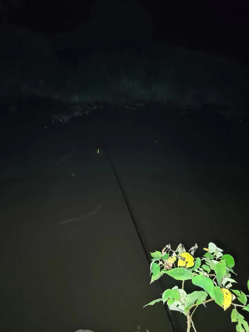 魚在晚上睡覺嗎_晚上釣魚技巧_晚上去釣魚吧?