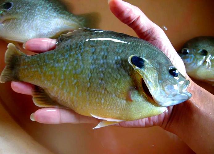 綠太陽魚_綠太陽魚分布范圍_綠太陽魚養殖