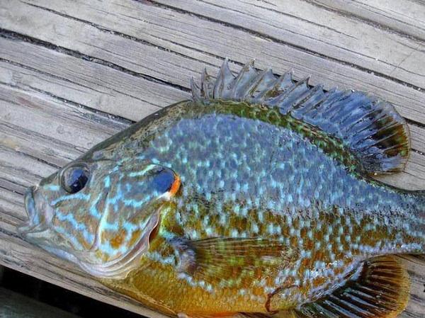 綠太陽魚_綠太陽魚養殖_綠太陽魚分布范圍