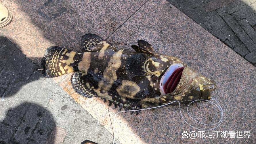 綠太陽魚_綠太陽魚養殖_綠太陽魚分布范圍
