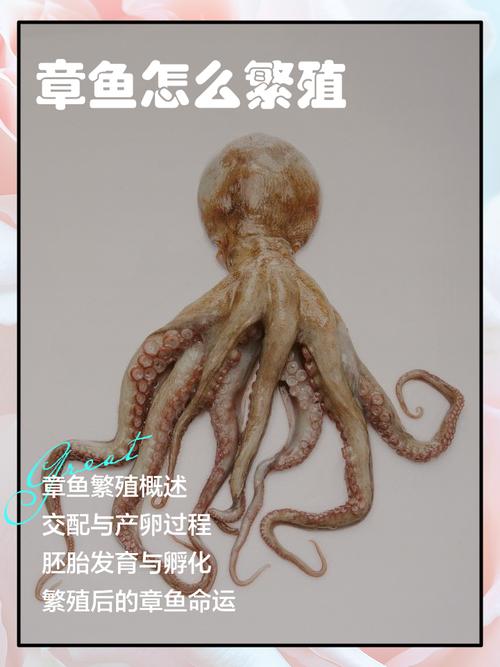 章魚形態特征_章魚簡介_章魚的百度百科