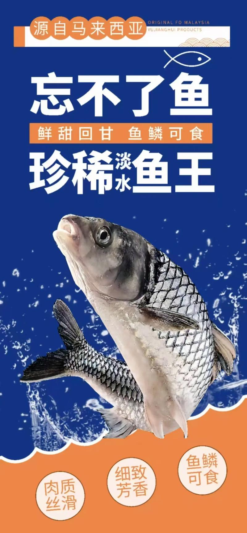 湄公河巨鯰_為你介紹世界上的頂級淡水魚_世界上最大的淡水魚