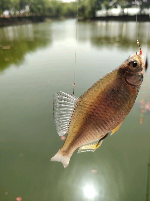 魚跑了怎么辦_沒跑掉的魚_魚跑了還會回來嗎