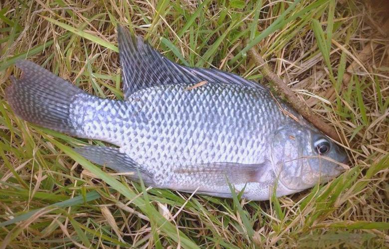 野釣羅非魚技巧_羅非魚釣點選擇_釣魚羅非魚
