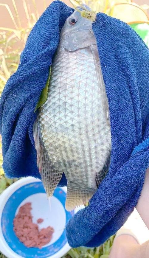 羅非魚釣點選擇_釣魚羅非魚_野釣羅非魚技巧