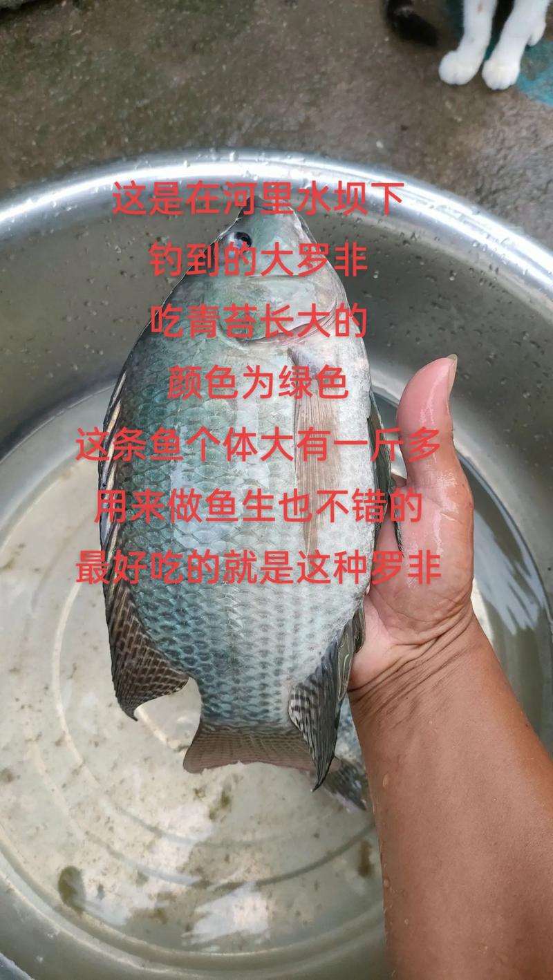 羅非魚釣法技巧_釣魚羅非魚_羅非魚覓食規律