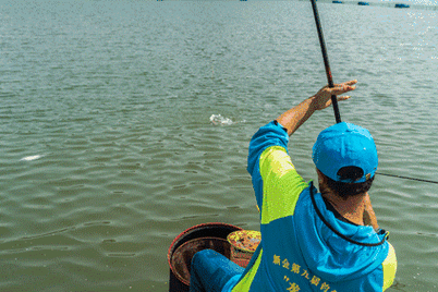 黑坑鯉魚誘魚技巧_如何釣鯉魚_黑坑鯉魚正釣誘魚步驟