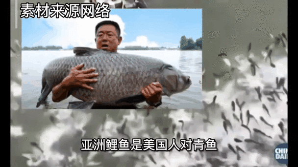 美國亞洲鯉魚泛濫_美國生態入侵案例_亞洲鯉魚泛濫治理