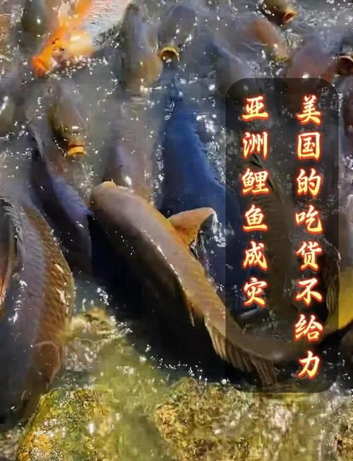亞洲鯉魚泛濫治理_美國生態入侵案例_美國亞洲鯉魚泛濫