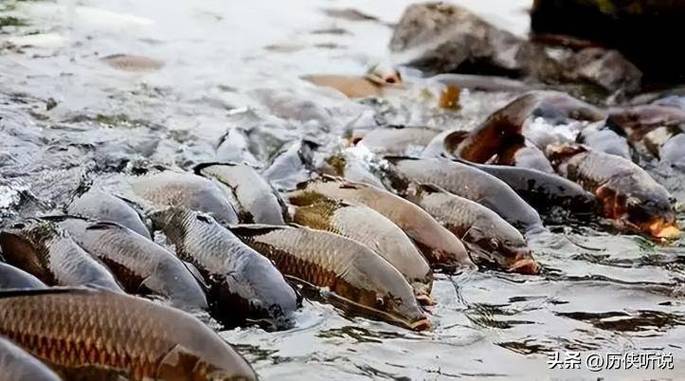 美國亞洲鯉魚泛濫_美國生態入侵案例_亞洲鯉魚泛濫治理