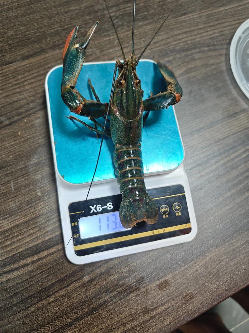 我國從澳洲引進的特大龍蝦未來能否取代小龍蝦_紅螯螯蝦養殖優勢_中國引進澳洲淡水龍蝦