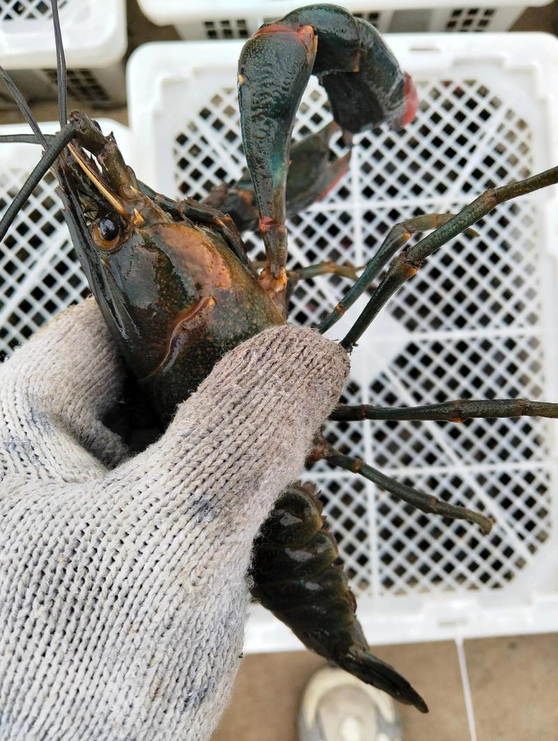 紅螯螯蝦養殖優勢_中國引進澳洲淡水龍蝦_我國從澳洲引進的特大龍蝦未來能否取代小龍蝦