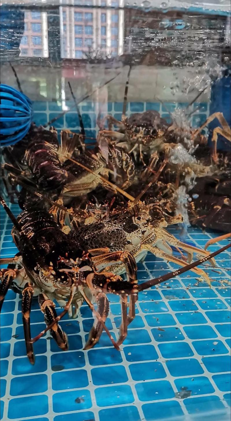 澳洲淡水龍蝦_我國從澳洲引進的特大龍蝦未來能否取代小龍蝦_淡水藍蝦養殖技術