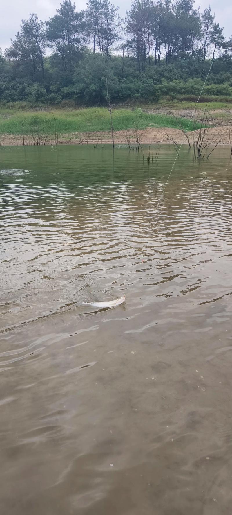 春季釣魚天氣選擇_春季下雨天釣魚技巧_霧天釣魚技巧