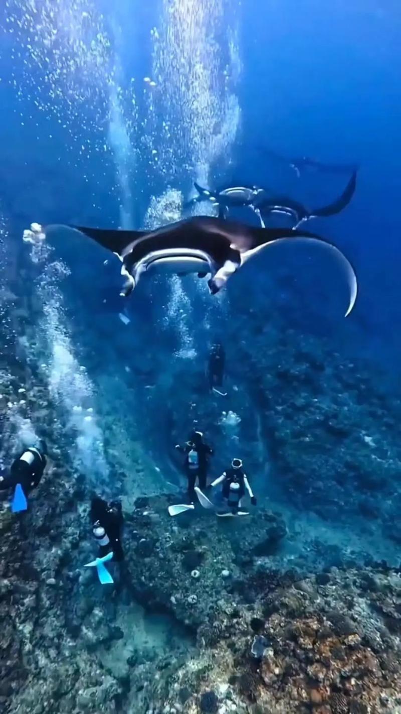 魔鬼魚外貌特征_魔鬼魚是什么魚_魔鬼魚生態習性