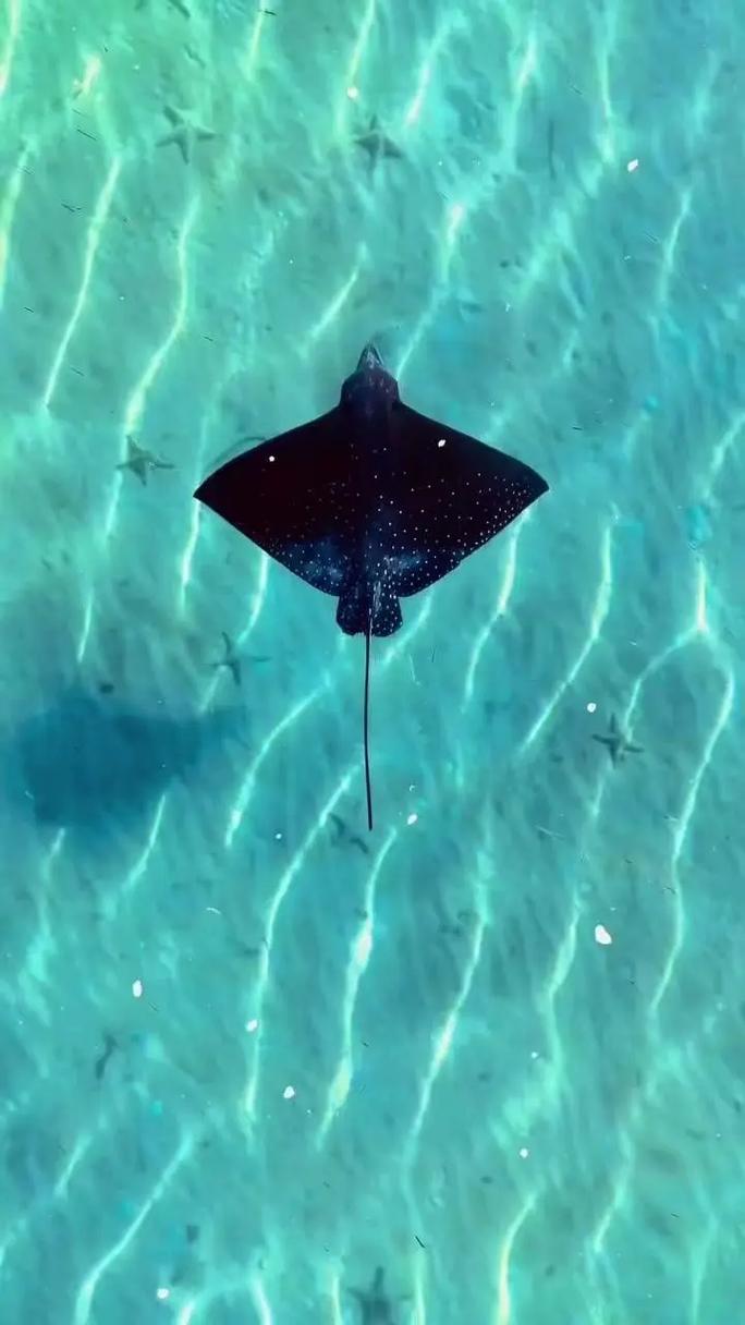 魔鬼魚外貌特征_魔鬼魚生態習性_魔鬼魚是什么魚