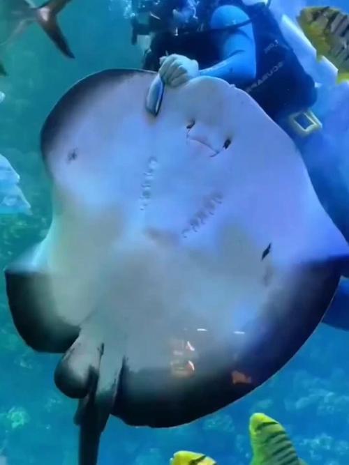 魔鬼魚生態習性_魔鬼魚外貌特征_魔鬼魚是什么魚