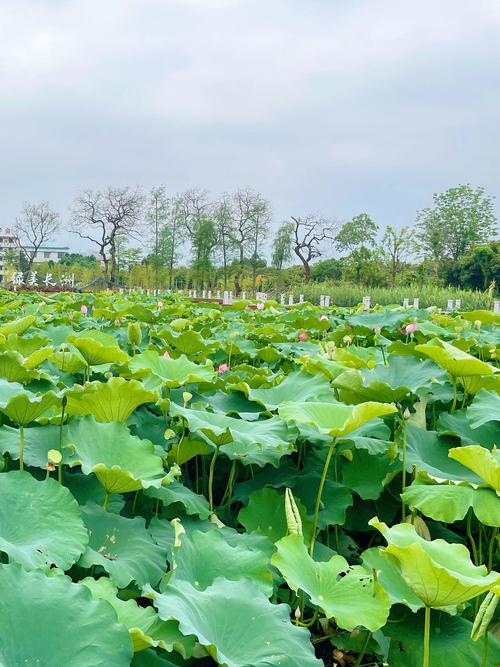 深圳荔枝公園_深圳荔枝公園夜景_深圳情侶景點